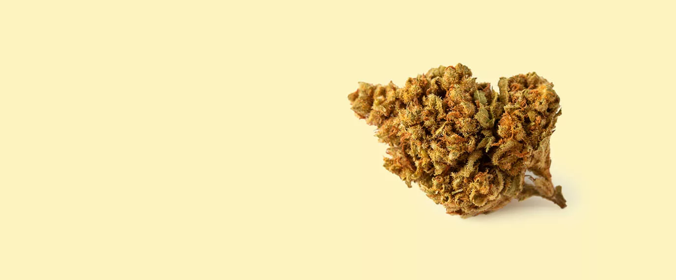 indica 1376x570-02