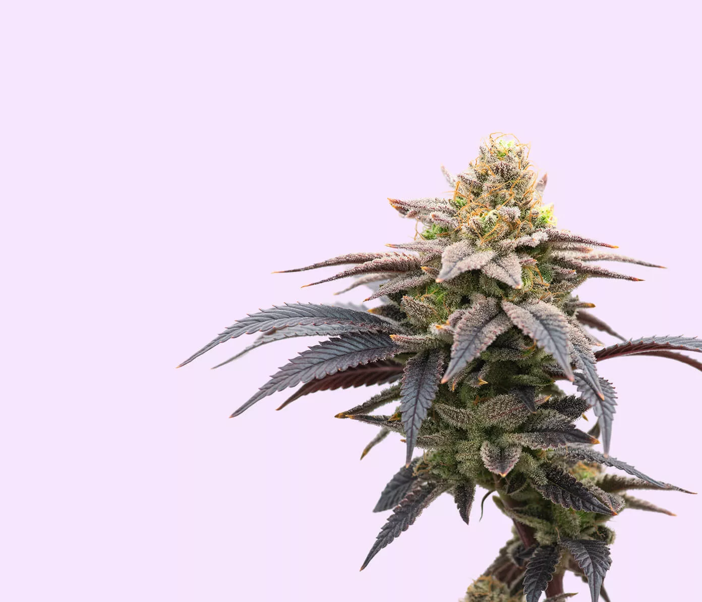 sativa 1392x1195-01