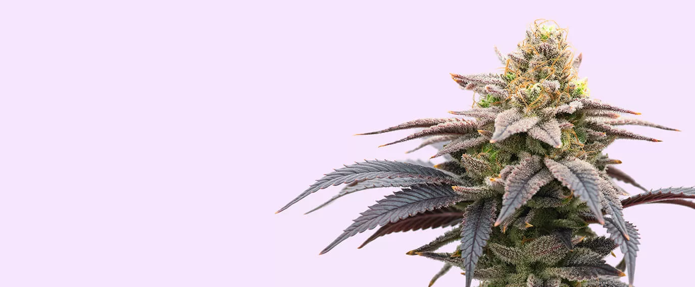 sativa-1376x570